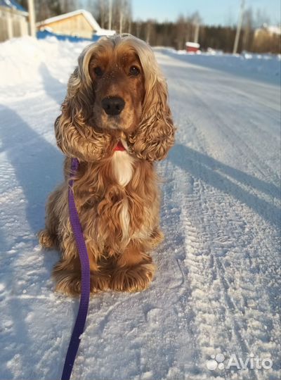 Вязка собаки