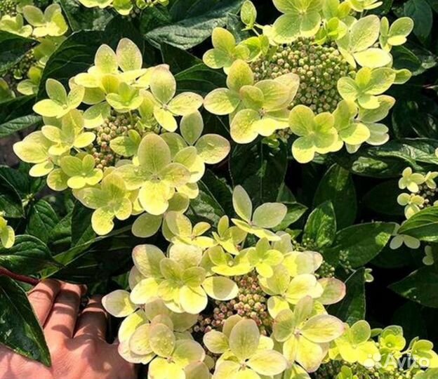 Гортензия с доставкой