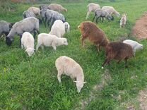Продам овец баранов живым весом