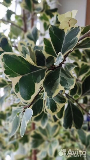 Фикус триангулярис