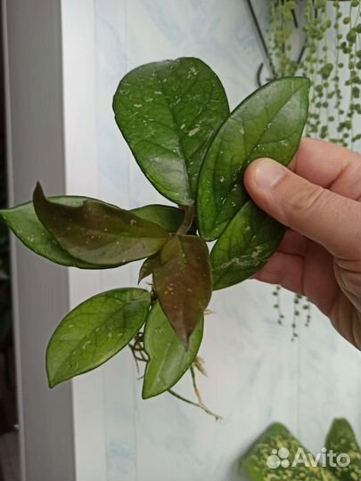 Хойя карноза Hoyacarnosa