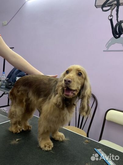 Грумминг на Тимирязевской