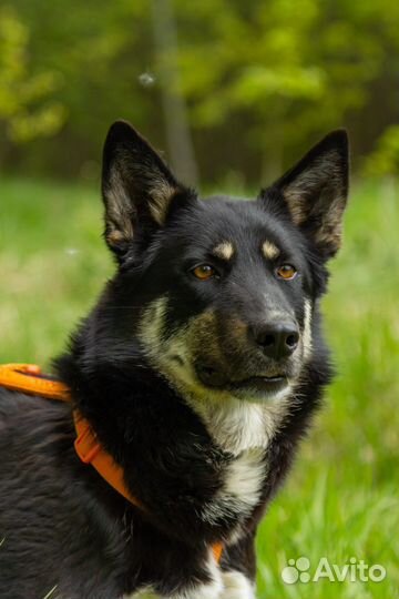 Собака в добрые руки