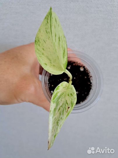 Сингониумы.Шефлера.Эпипремнум