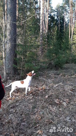 Питбультерьер