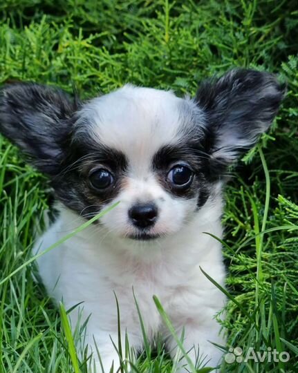 Щенки чихуахуа длинношерстные мини