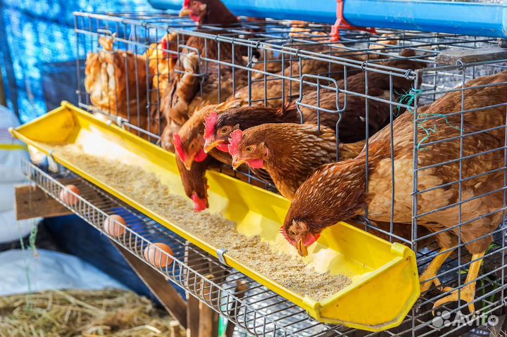 Куры Несушки