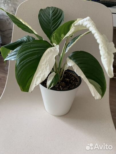 Спатифиллум Пикассо и Джемини