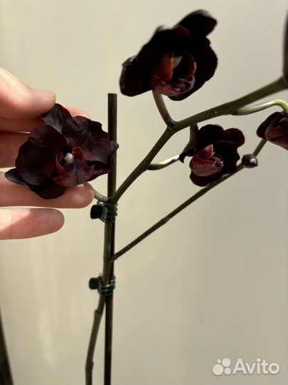 Орхидея фаленопсис