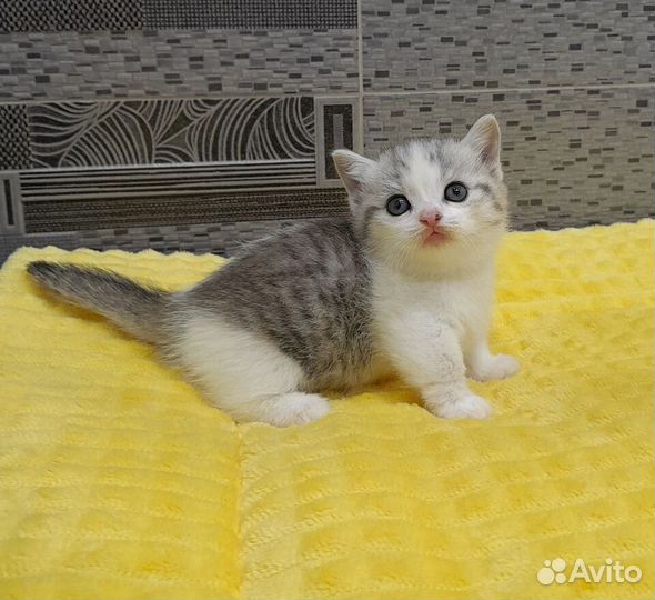 Чудо-котята манчкинята