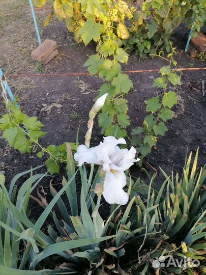 Ирисы цветут два раза