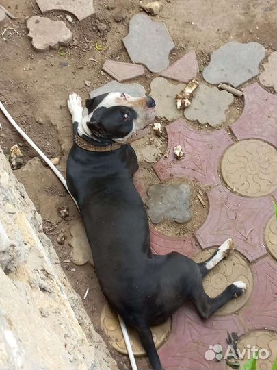 Стаффордширский терьер