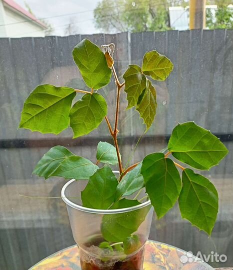 Циссус березка