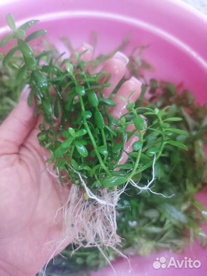 Аквариумные растения