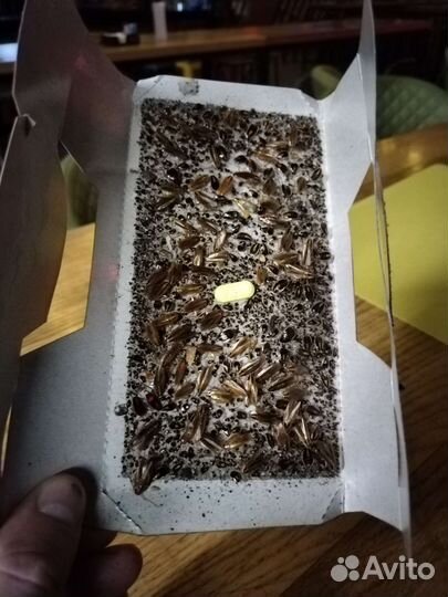 Дезинсекция дезинфекция дератизация