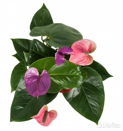 Антуриум разные сорта