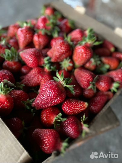 Клубника с грядки, саженцы, голубика