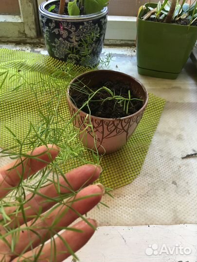 Аспарагус шпренгера