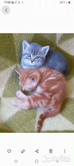 Котята