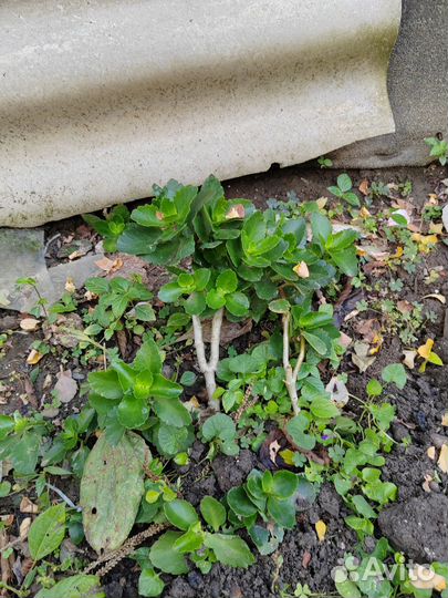 Комнатные растения цветы