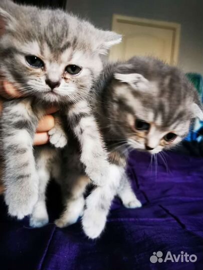 Шотландские котята
