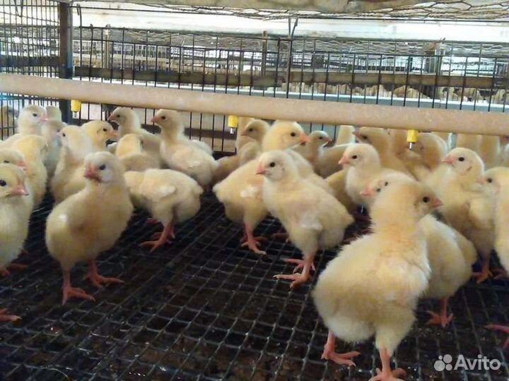 Цыплята бройлеры кобб 500 Чехия