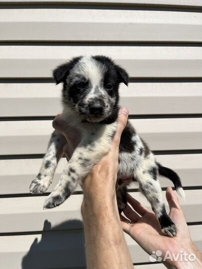 Щенки лайки