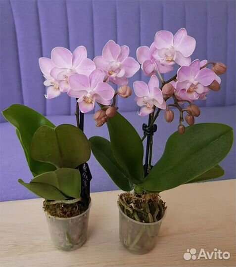 Цветущие орхидеи Сакура, Angel Eyes мультифлоры