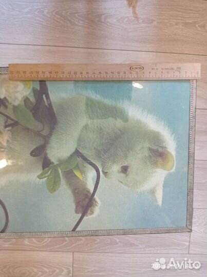 Картина котики