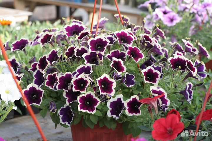 Рассада цветов