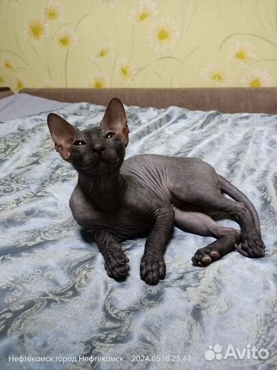 Донской сфинкс котёнок