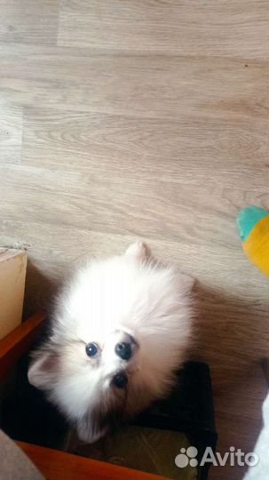 Щенок немецкого шпица