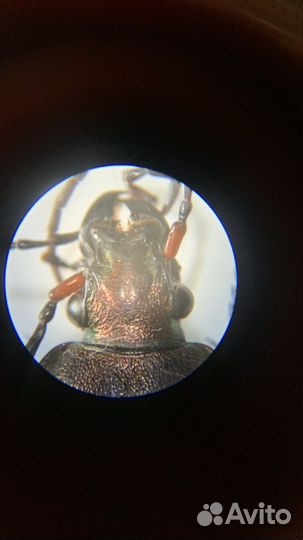 Жук жужелица решётчатая Carabus cancellatus