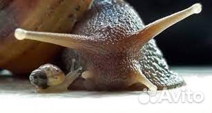 Улитки Ахатина