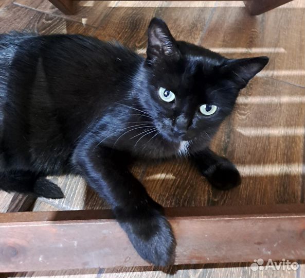 Молодая кошечка в добрые руки