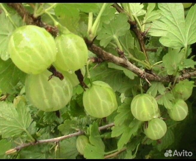 Крыжовник Малахит