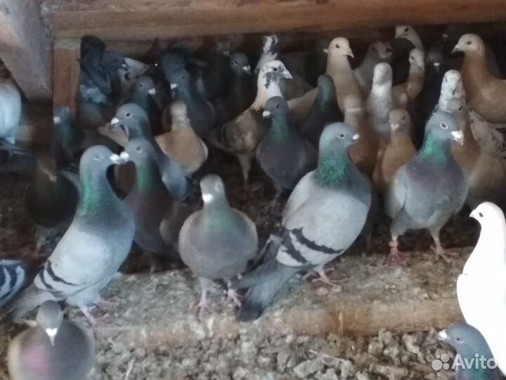 Вольные голуби