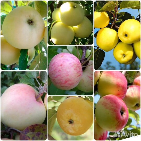 Яблони/Груши/Сливы/Вишни/Алыча/Абрикос/Черешня
