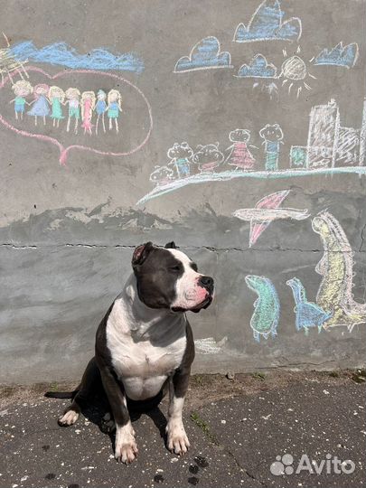 Вязка собак