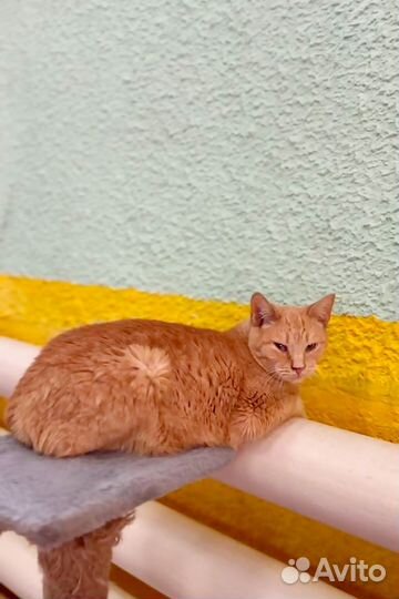 Кошка Рыжуля в добрые руки