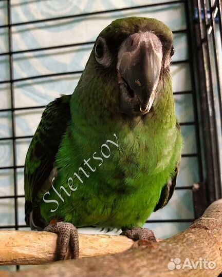 Птенец конголезского попугая