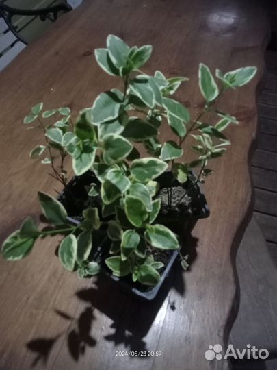 Барвинок пёстрый