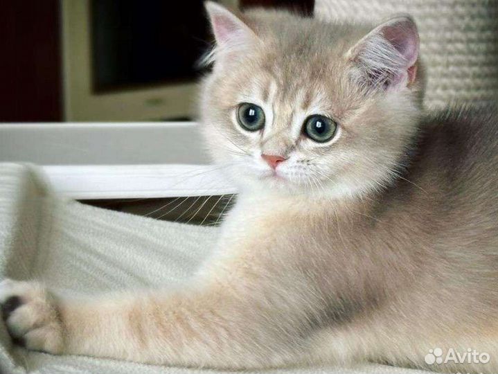 Британская шиншилла голубое золото