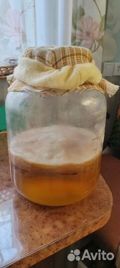 Чайный гриб