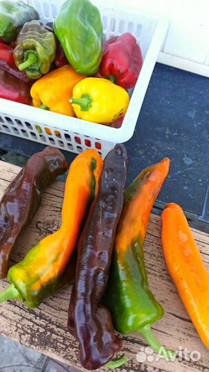 Перец палермо семена