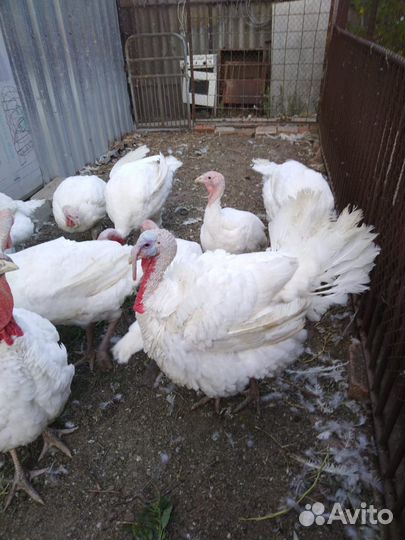 Мясо индюка