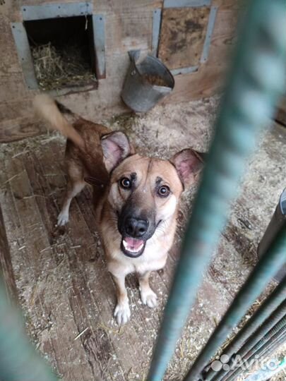 Собаки бесплатно