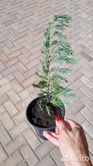 Можжевельник Блю чип