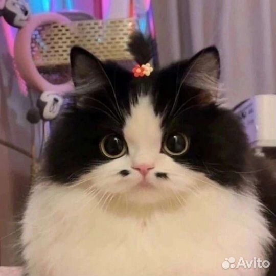 Репетитор по математике и химии огэ