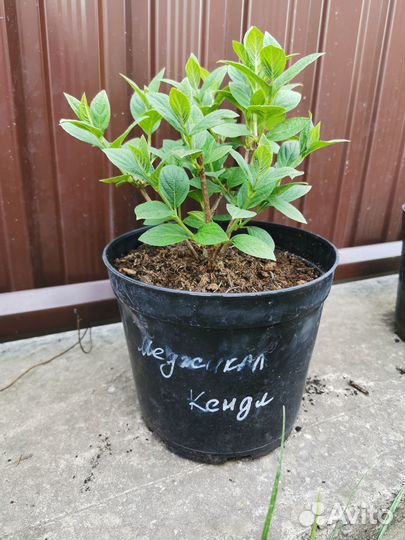 Гортензия метельчатая